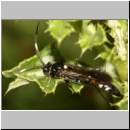 Coelichneumon cyaniventris - Schlupfwespe m110e 14mm fdet02.jpg